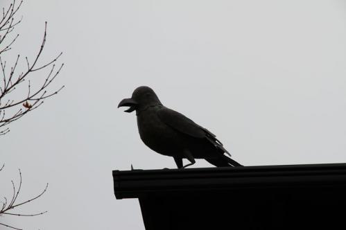 20130217_041.jpg