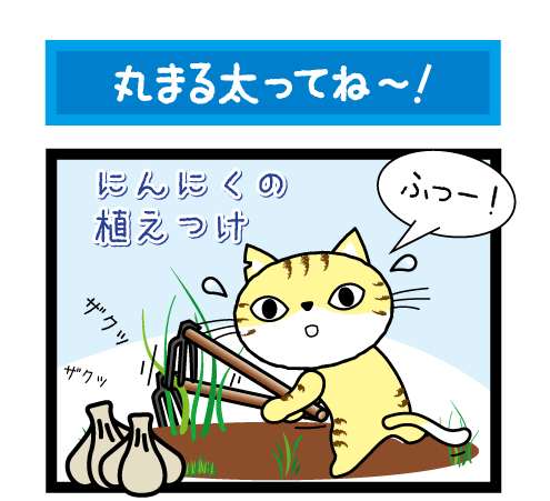 ninnikunabe1.gif
