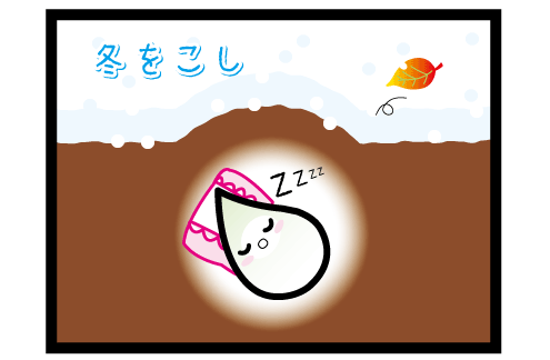 ninnikunabe2.gif