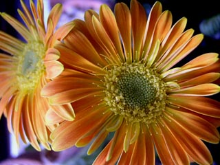 20130106c.jpg