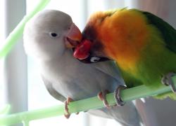 ボタンとオカメのママ