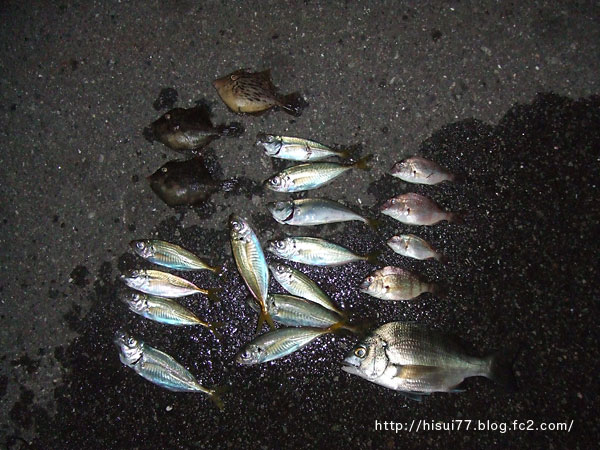 カイズ チャリコ釣れました 神戸明石の釣りブログ