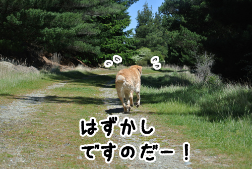 羊の国のラブラドール絵日記シニア!!「ダメ！無理しちゃ」5