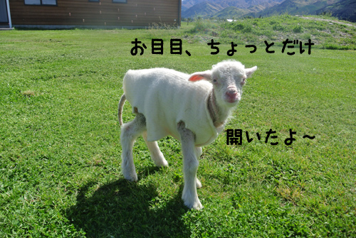 羊の国のラブラドール絵日記シニア!!写真1