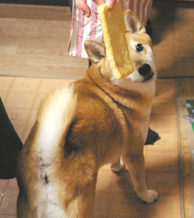 油揚げとキツ いやいや柴犬 今日の柴犬さん