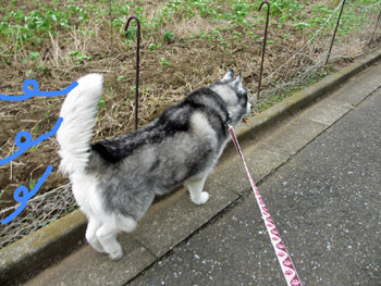 トリュフ