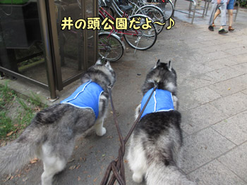 井の頭公園