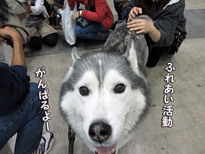 しっぽフェスタ