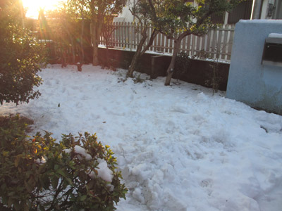 大雪の翌日の庭