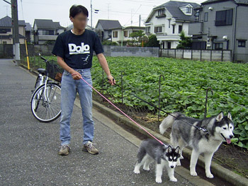 お散歩デビュー