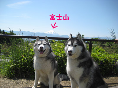 双葉S.A