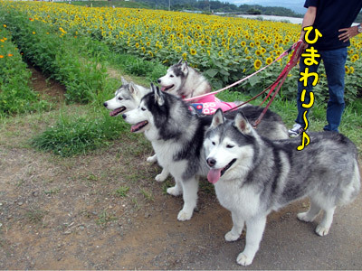ひまわり畑