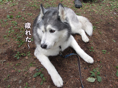 トリュフ