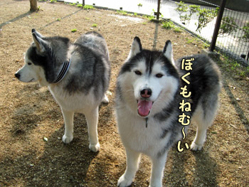 ねむねむ兄弟