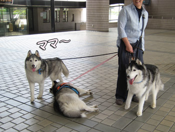 お留守番ハスキーズ