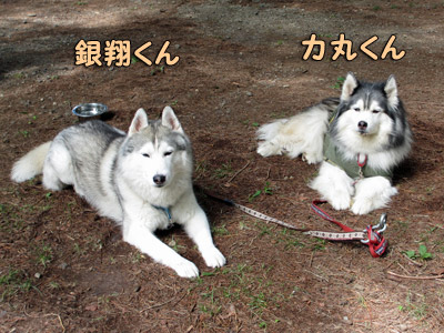 主催犬