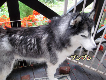 ポトフ
