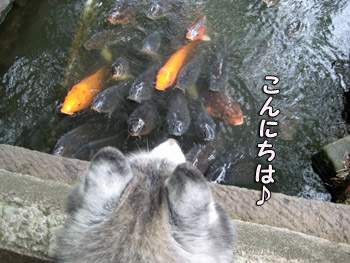 観察とりゅふ