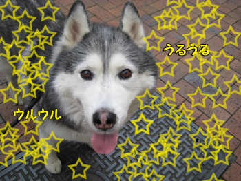 うるうる光線