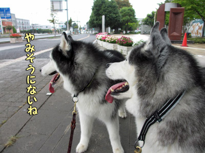 雨宿り