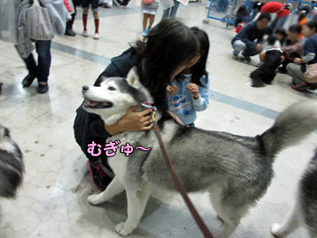 しっぽフェスタ