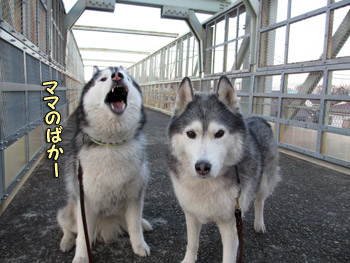 トリュフ&ポトフ