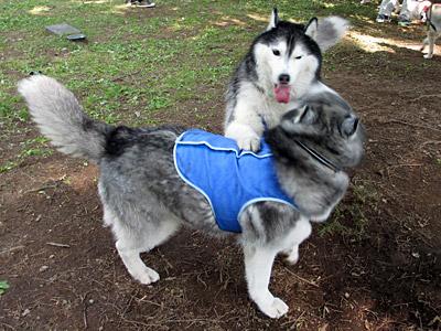 怪獣ショー