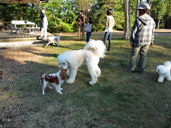ドッグラン DOG Vacation