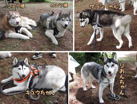 日帰り犬