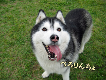 べろんちょポトフ