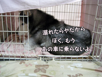 トリュフ