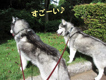 観察ちう