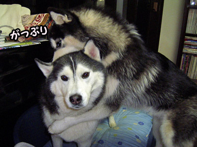 衝撃写真