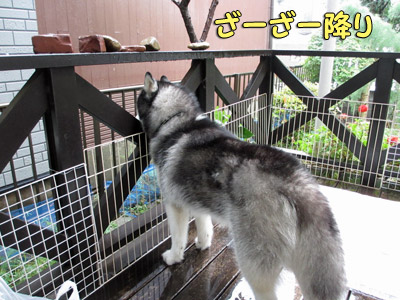 嵐を呼ぶポっちゃん