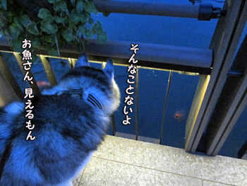 観察とりゅふ