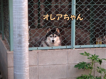 オレアちゃん
