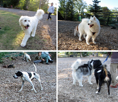 ドッグラン DOG Vacation