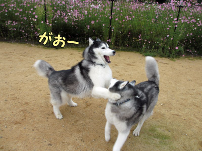 ドッグラン