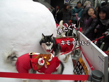 サンタ・ハスキーズ