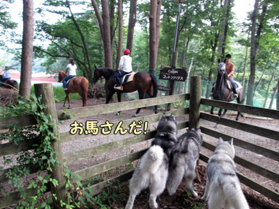 お馬さん