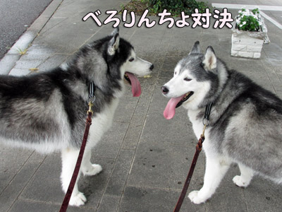 トリュフ&ポトフ
