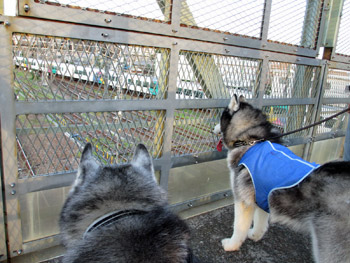 鉄犬