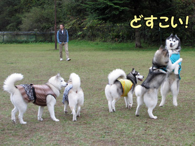 どすこい