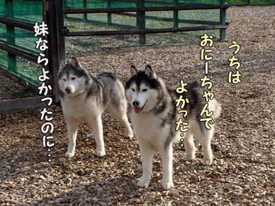 トリュフ&ポトフ