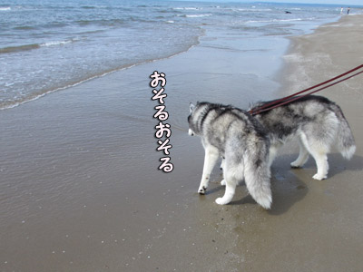 初めての海