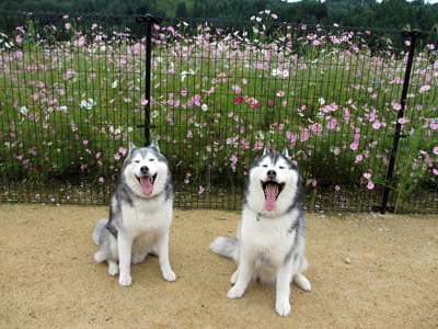 トリュフ&ポトフ