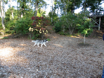 ドッグラン DOG Vacation