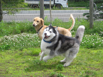 ポトフ