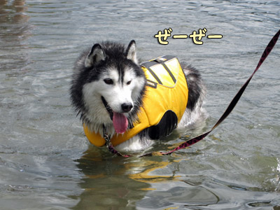 ポトフ