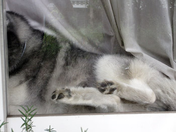 うさぎトリュフ